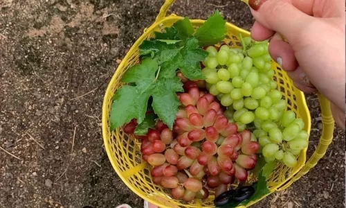 Vườn nho đẹp nhất Vĩnh Hy