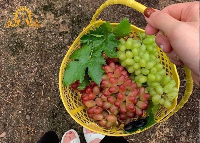 Thanh Thảo Limousine – Hãng cho thuê xe limousine đi Vĩnh Hy uy tín