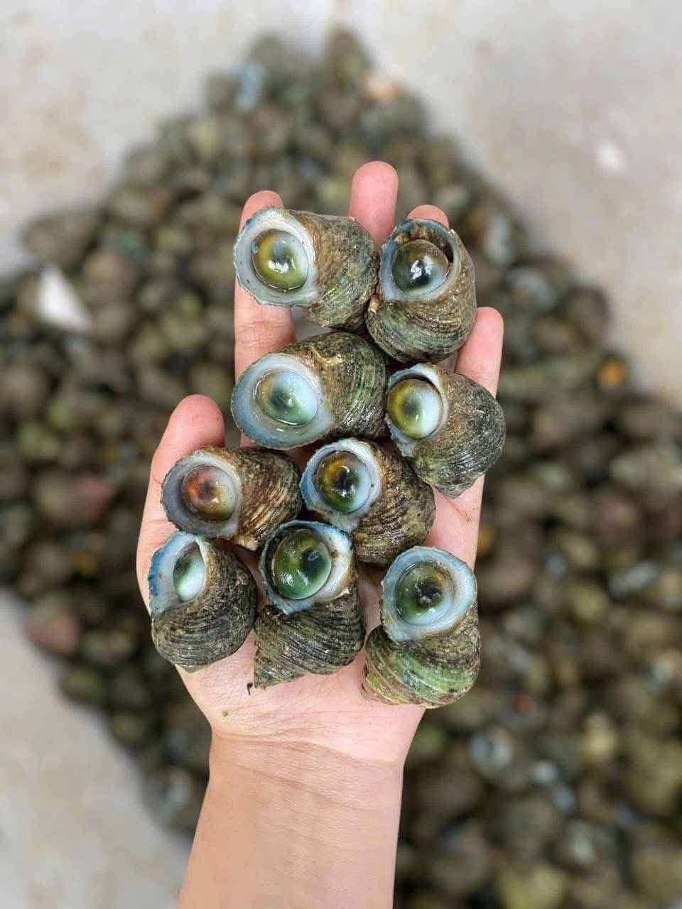 Ốc mặt trăng Vĩnh Hy
